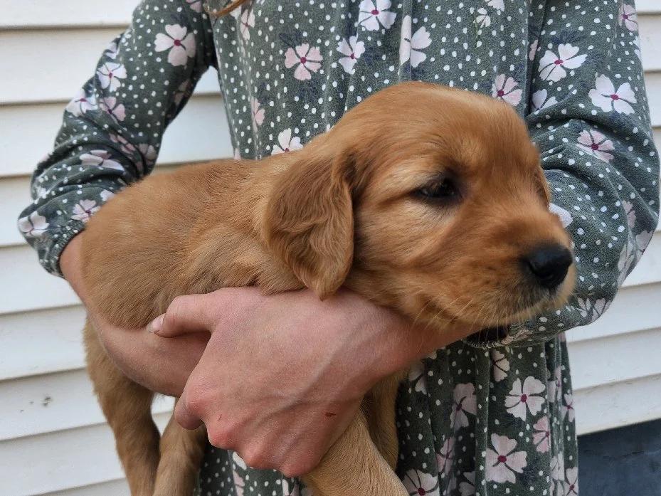 Swiss, one of Lady's girls