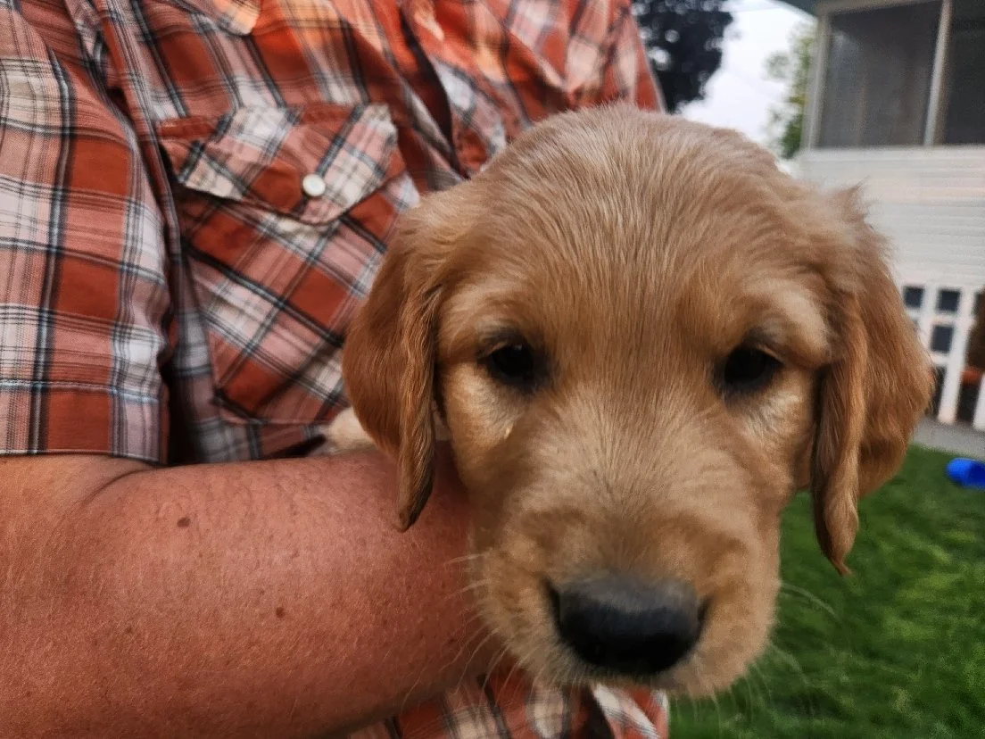 Bandit, Sunny's boy