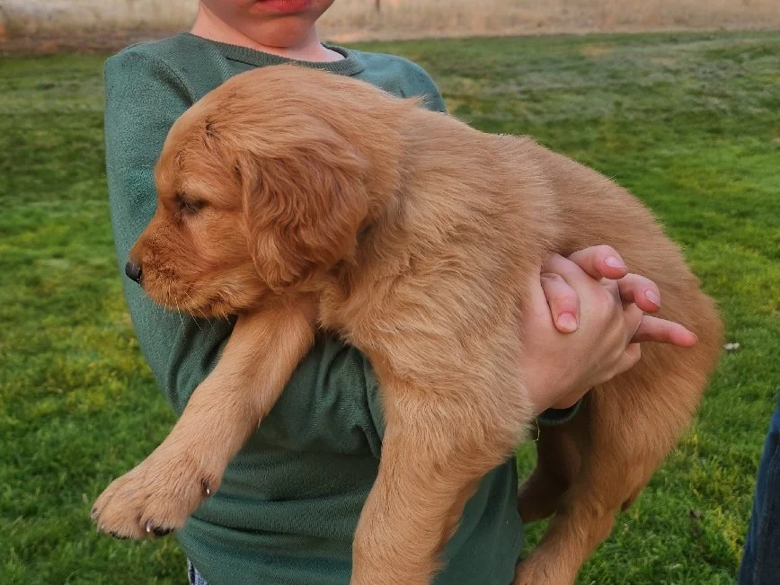 Sheriff, Sunny's boy