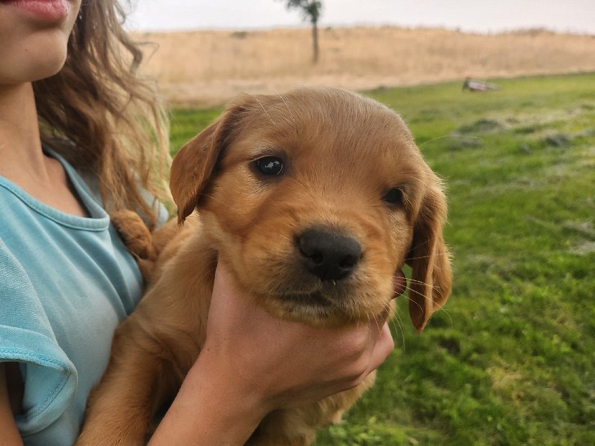 Ernie, one of Lady's boys