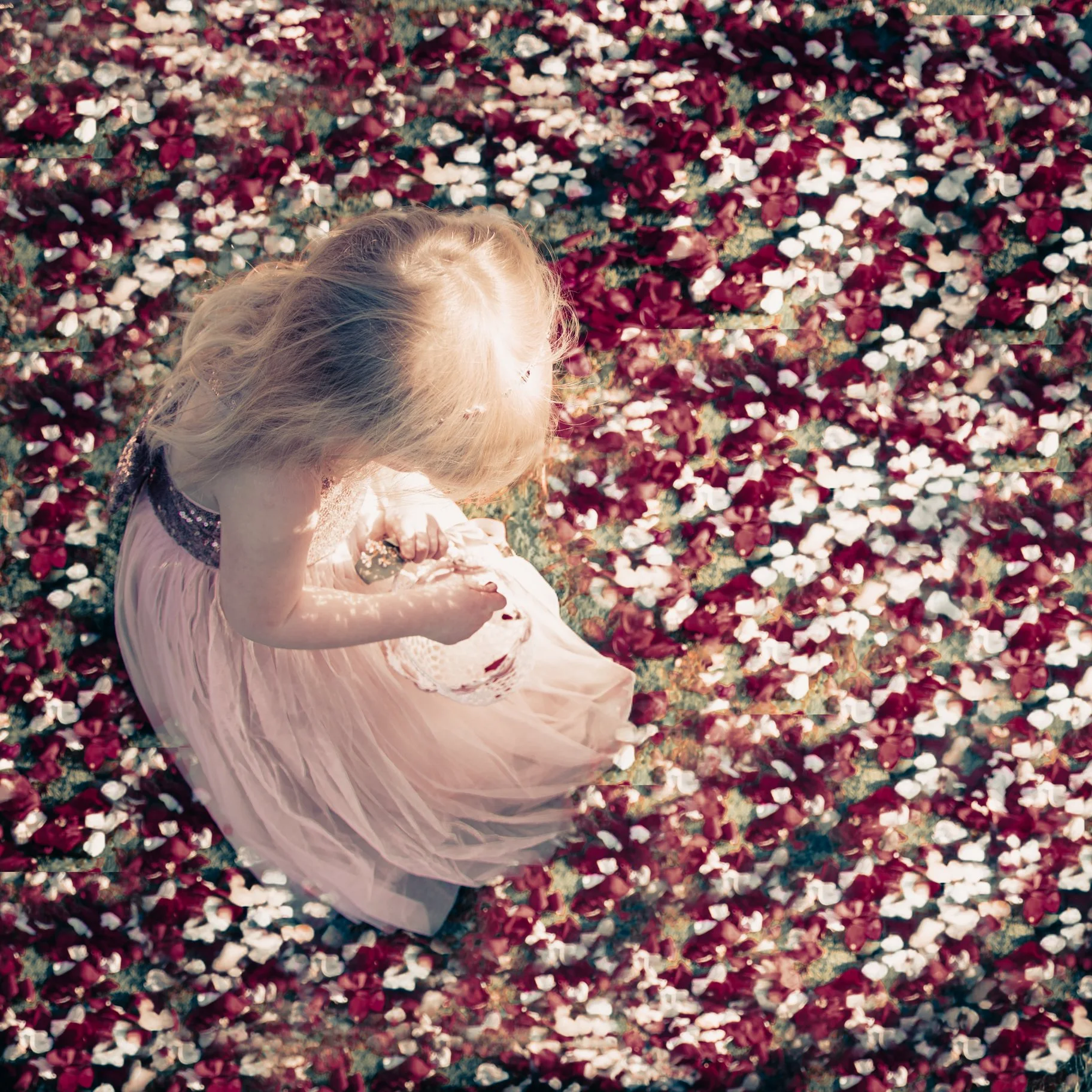 A young girl with blonde hair in a pink dress sitting on a blanket covered with red and white flower petals.