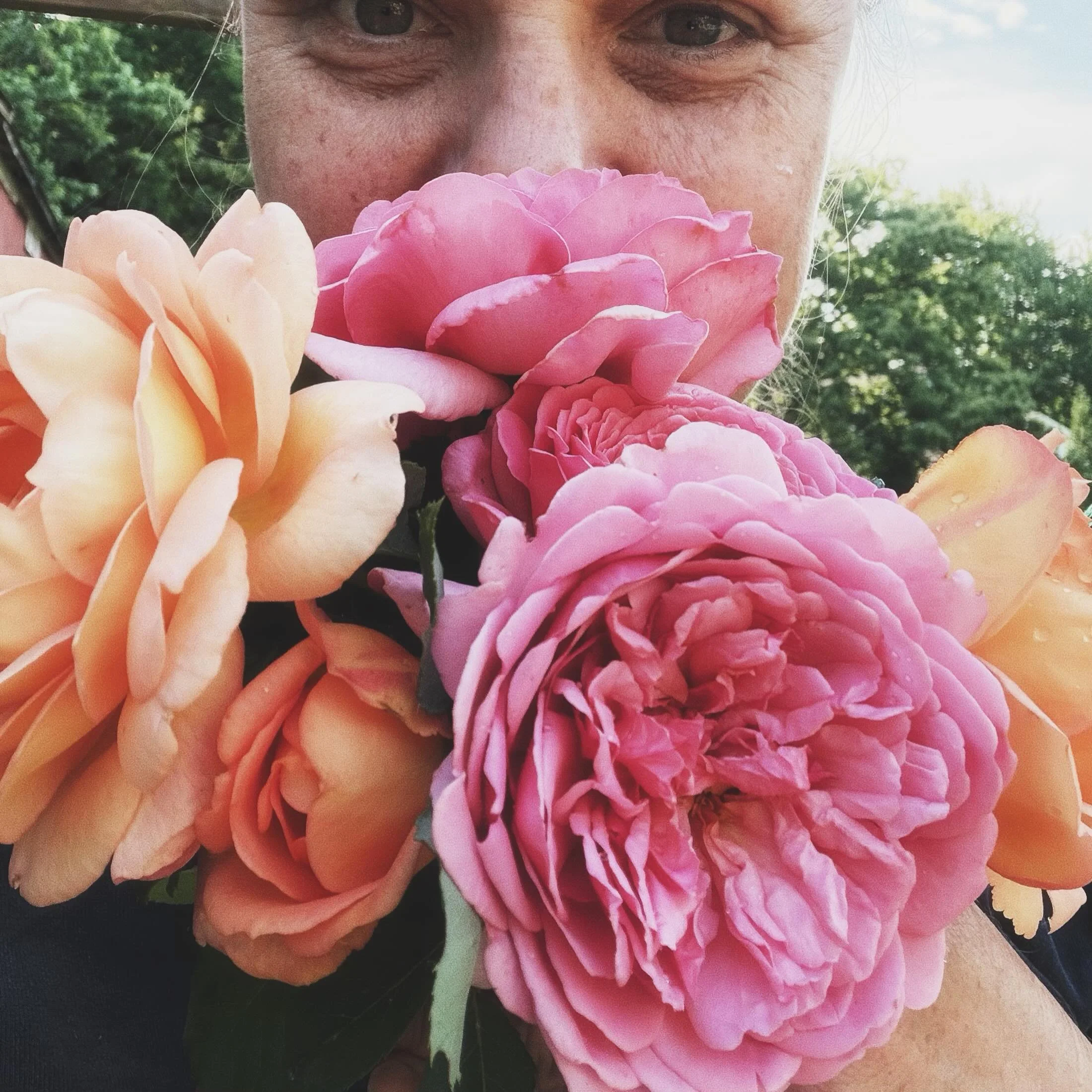 People who say dreams don&rsquo;t come true have never picked a dozen roses from their yard. 
#dreamcometrue #davidaustinroses #getbetterdreams #ladyofshallot #alexandraofkent