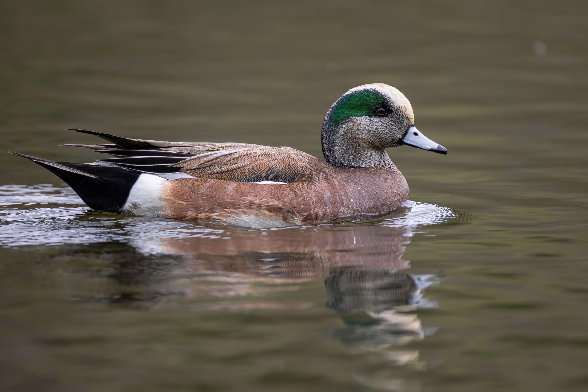 NCC_4466-Enhanced-NR-Edit.JPG