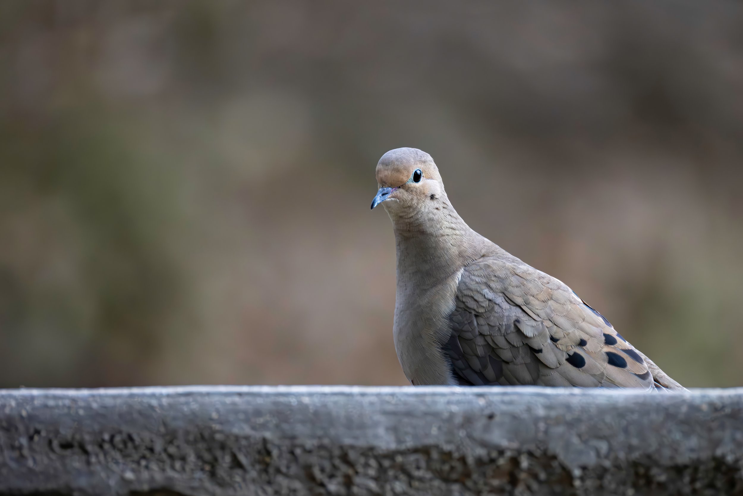NCC_4992-Enhanced-NR-Edit.JPG