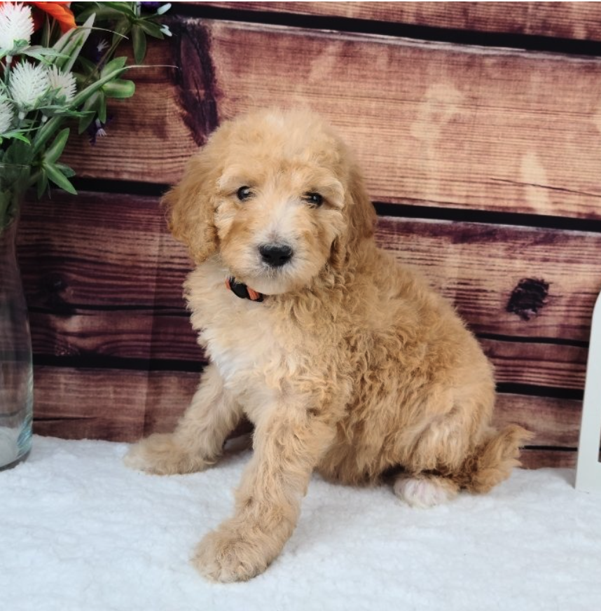 How Long is a Bernedoodles Lifespan? — Kendrick Doodles