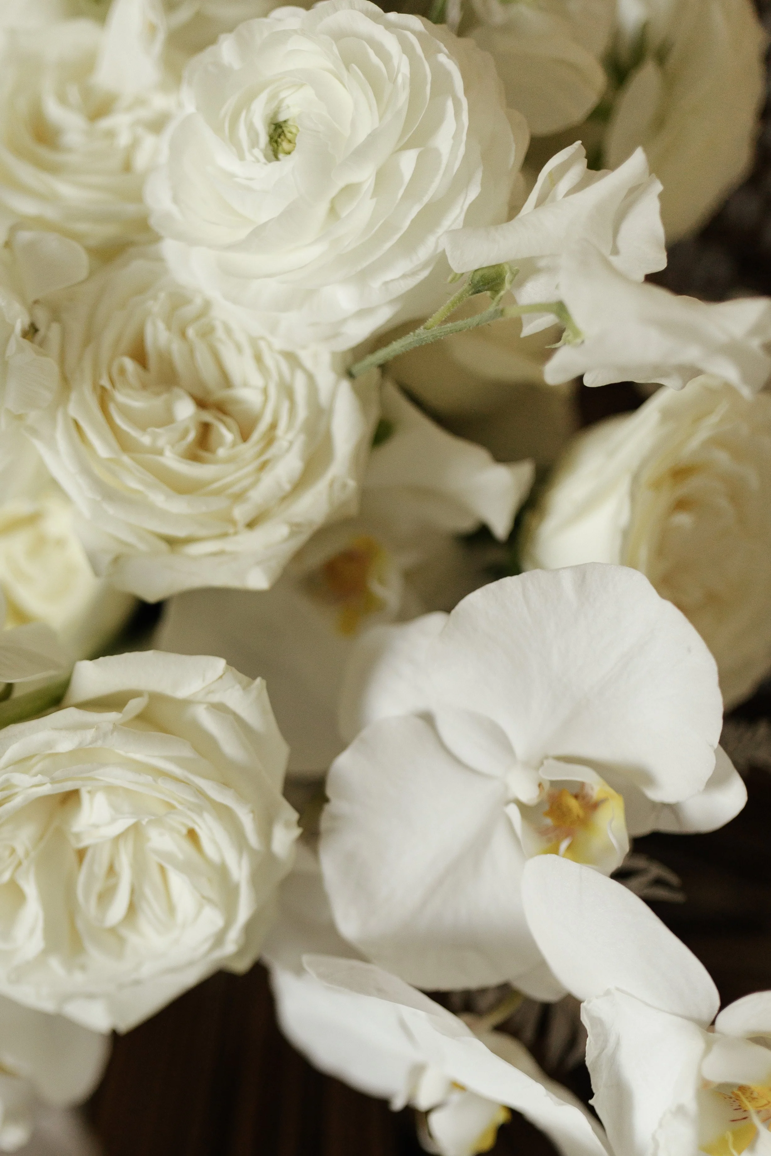 Renee + Salem_0008.jpg