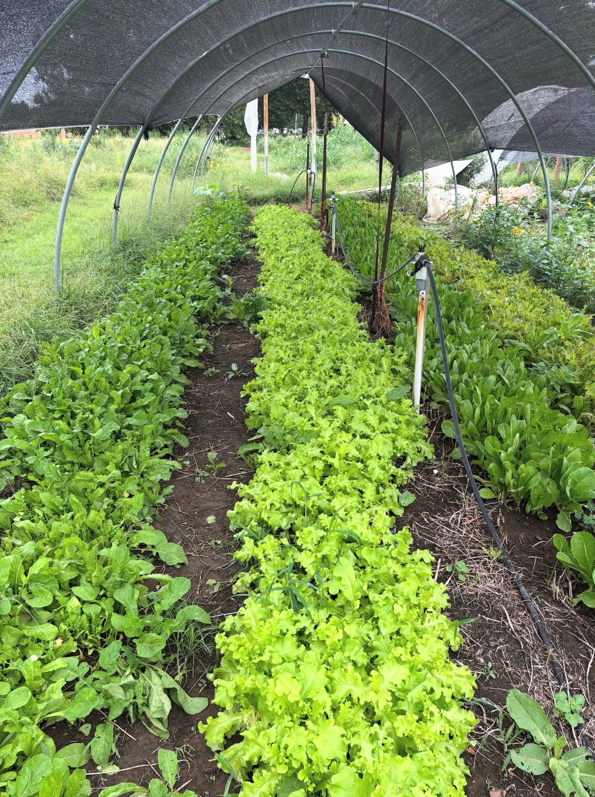 A vegetable garden with rows of lettuce and other leafy greens under a shade structure with irrigation hoses.