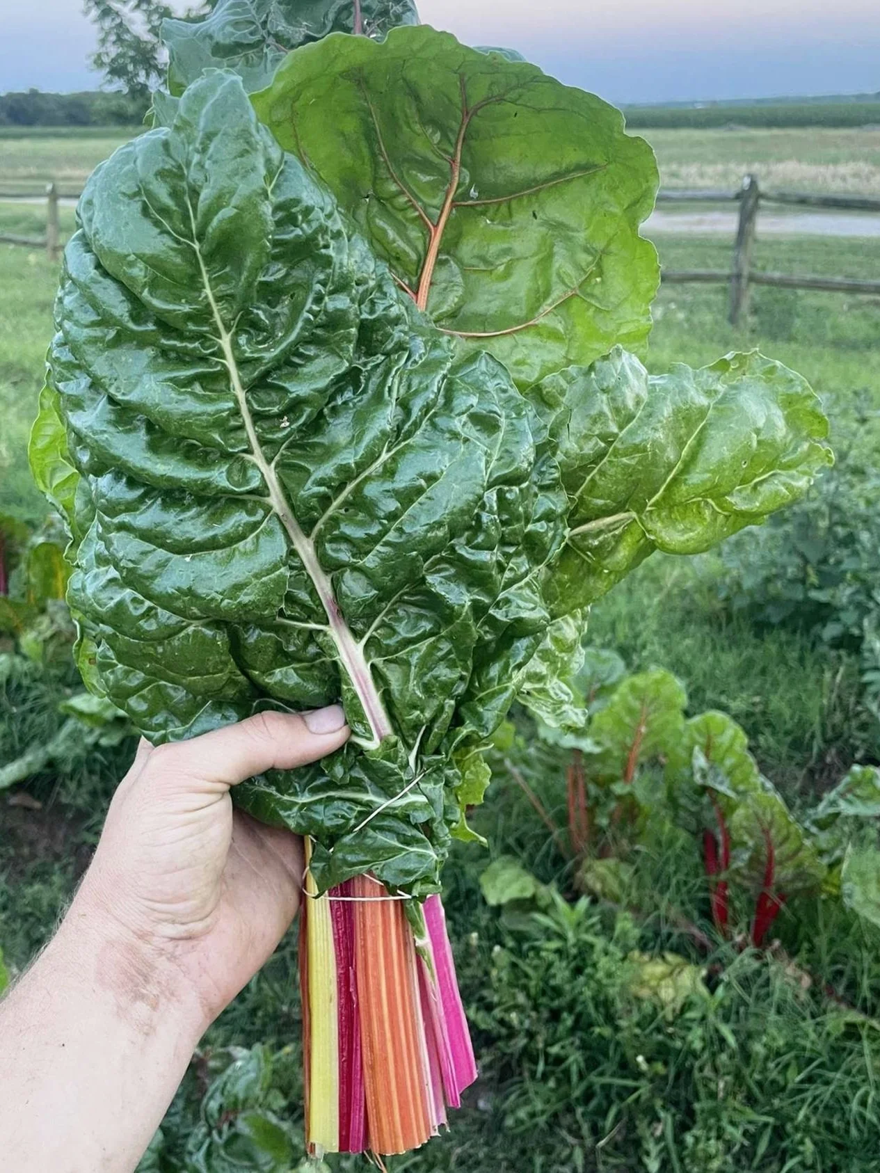 Hand holding fresh Swiss chard with vibrant green leaves and colorful stalks, outdoor garden with other plants and fields in background.