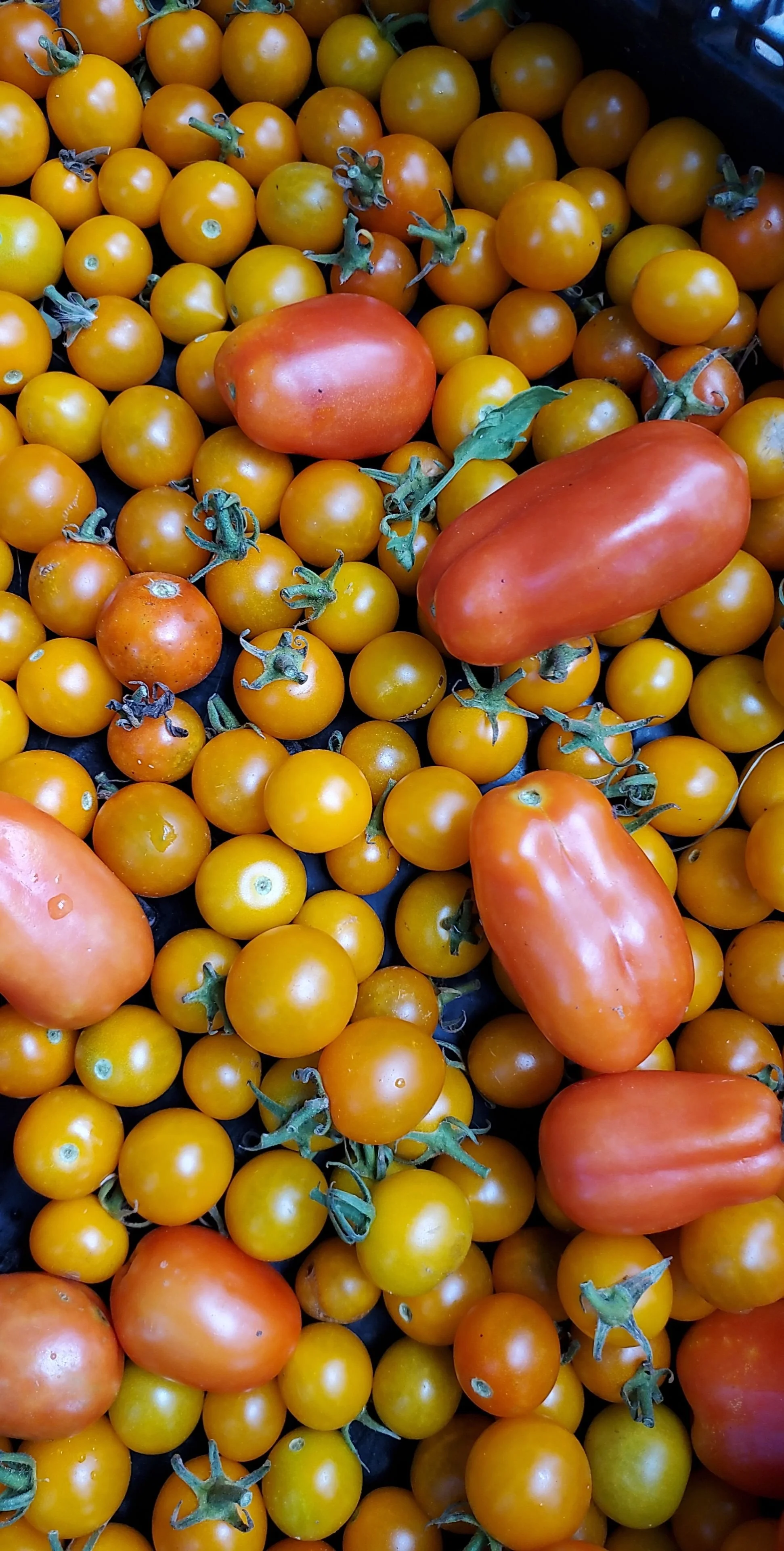 IF YOU WANT PRODUCE TEXT MAC