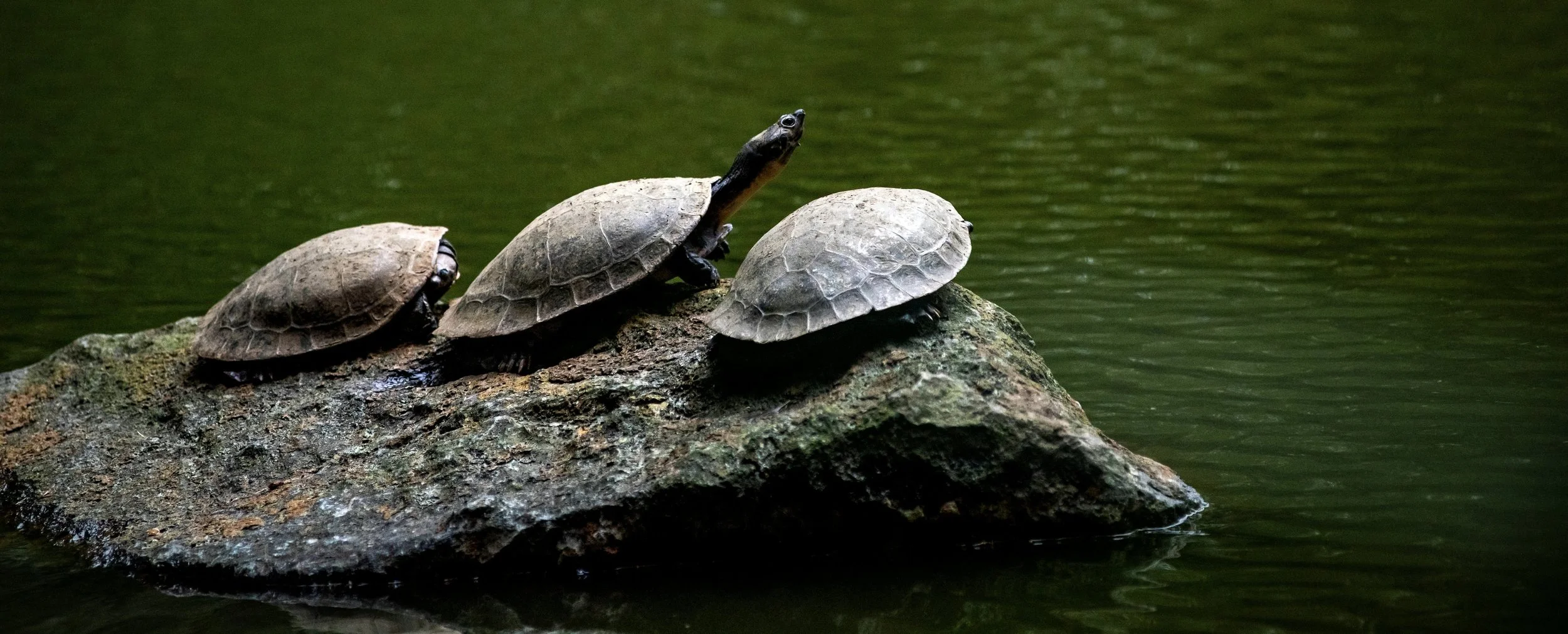 Slow, On Purpose: Intentionality in a Season of Low Energy