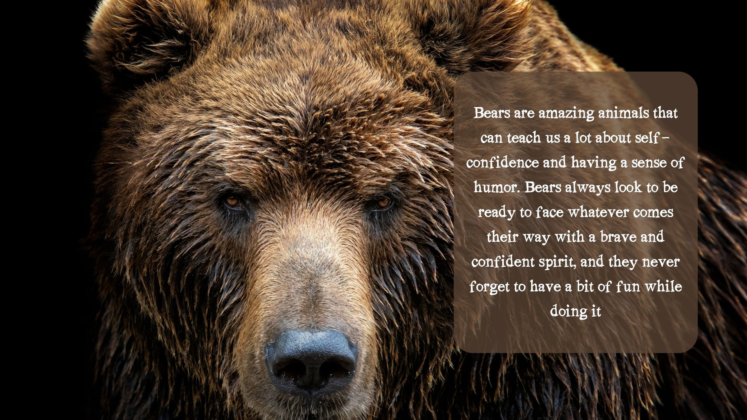 Bear Spirit Animal, Meaning