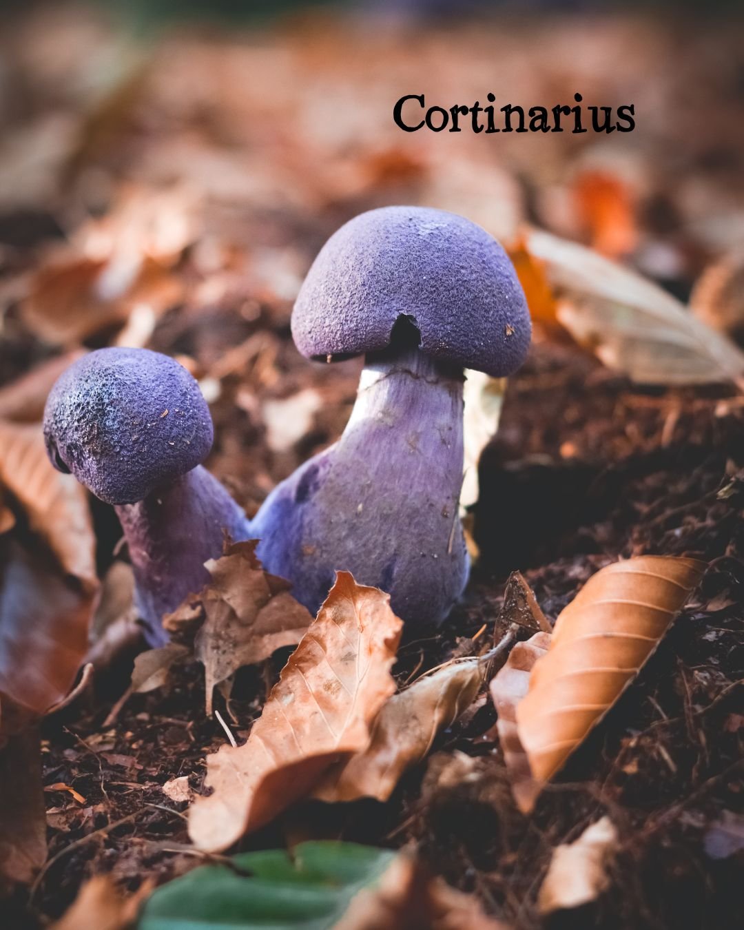 Cortinarius.jpg