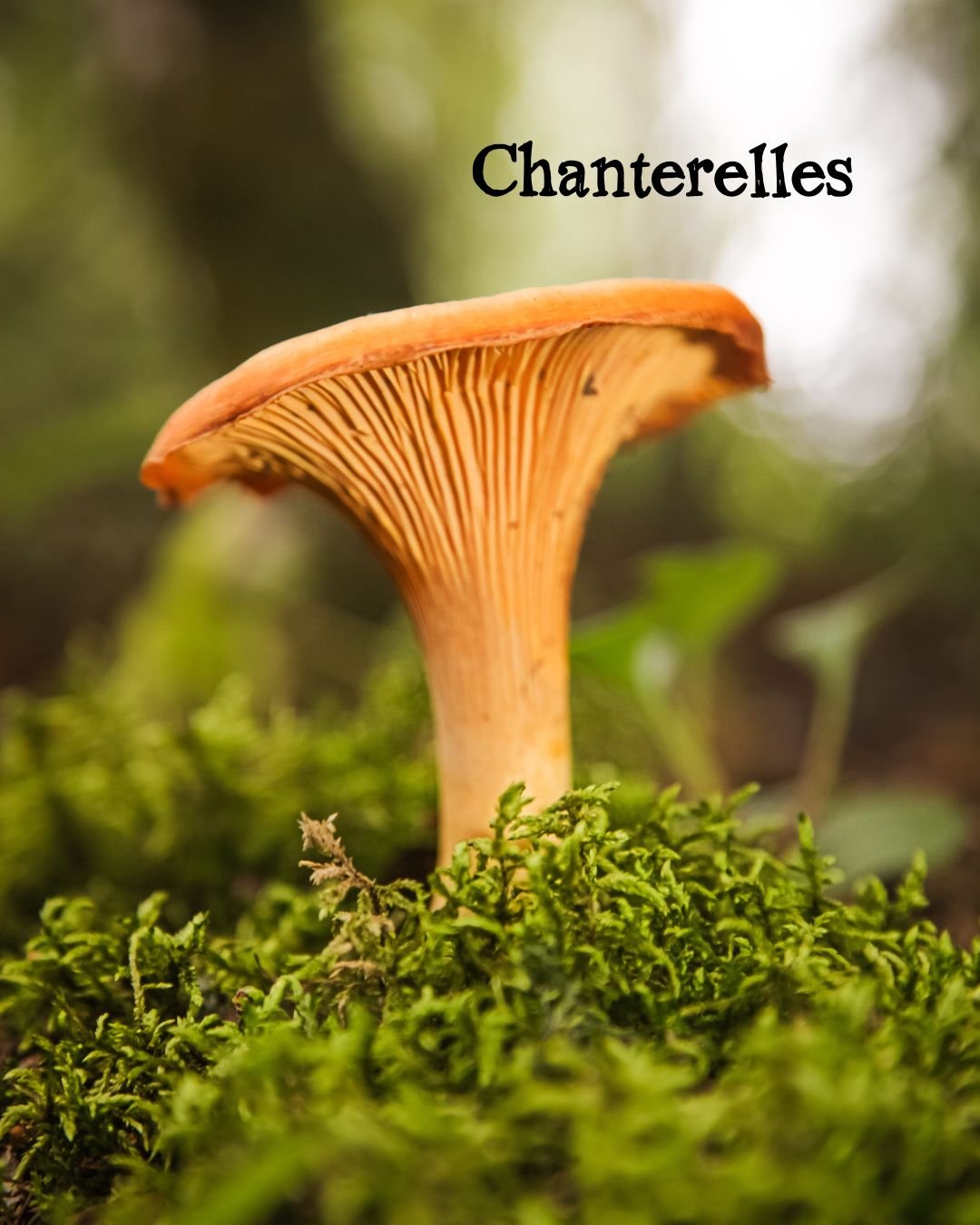 Chanterelles.jpg