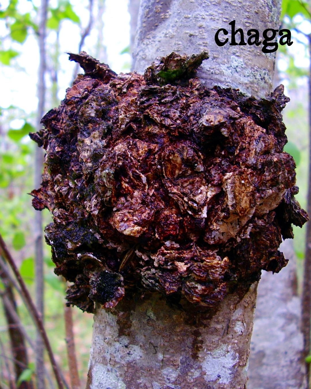 chaga.jpg