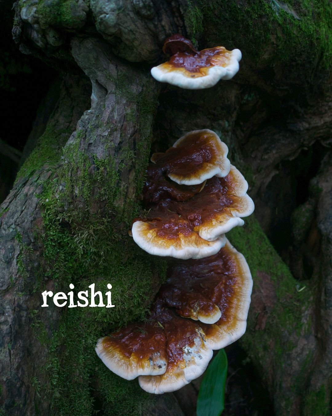 reishi.jpg