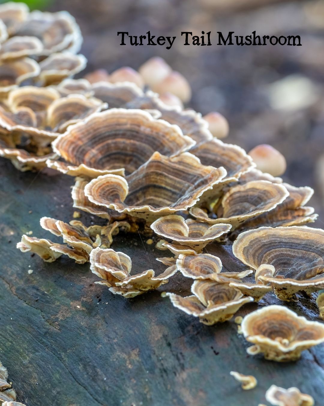 Turkey Tail Mushroom.jpg