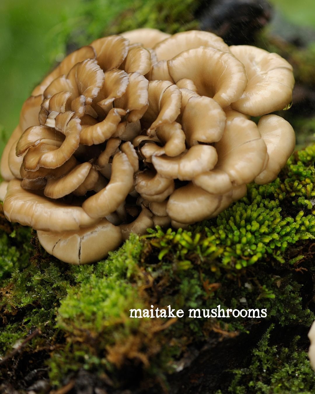 maitake mushrooms.jpg