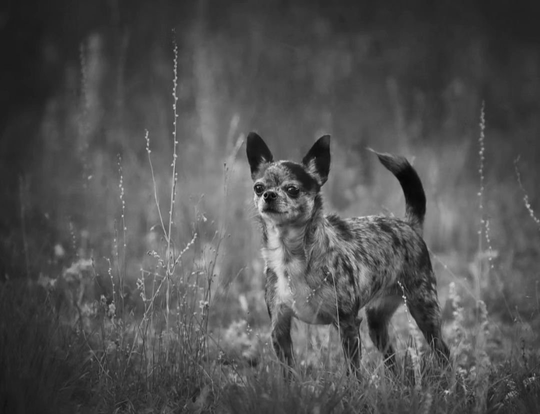 Happy National Pets day!

My Chihuahua Athena Hyena 

#nationalpetsday #chihuahua #chihuahuagram