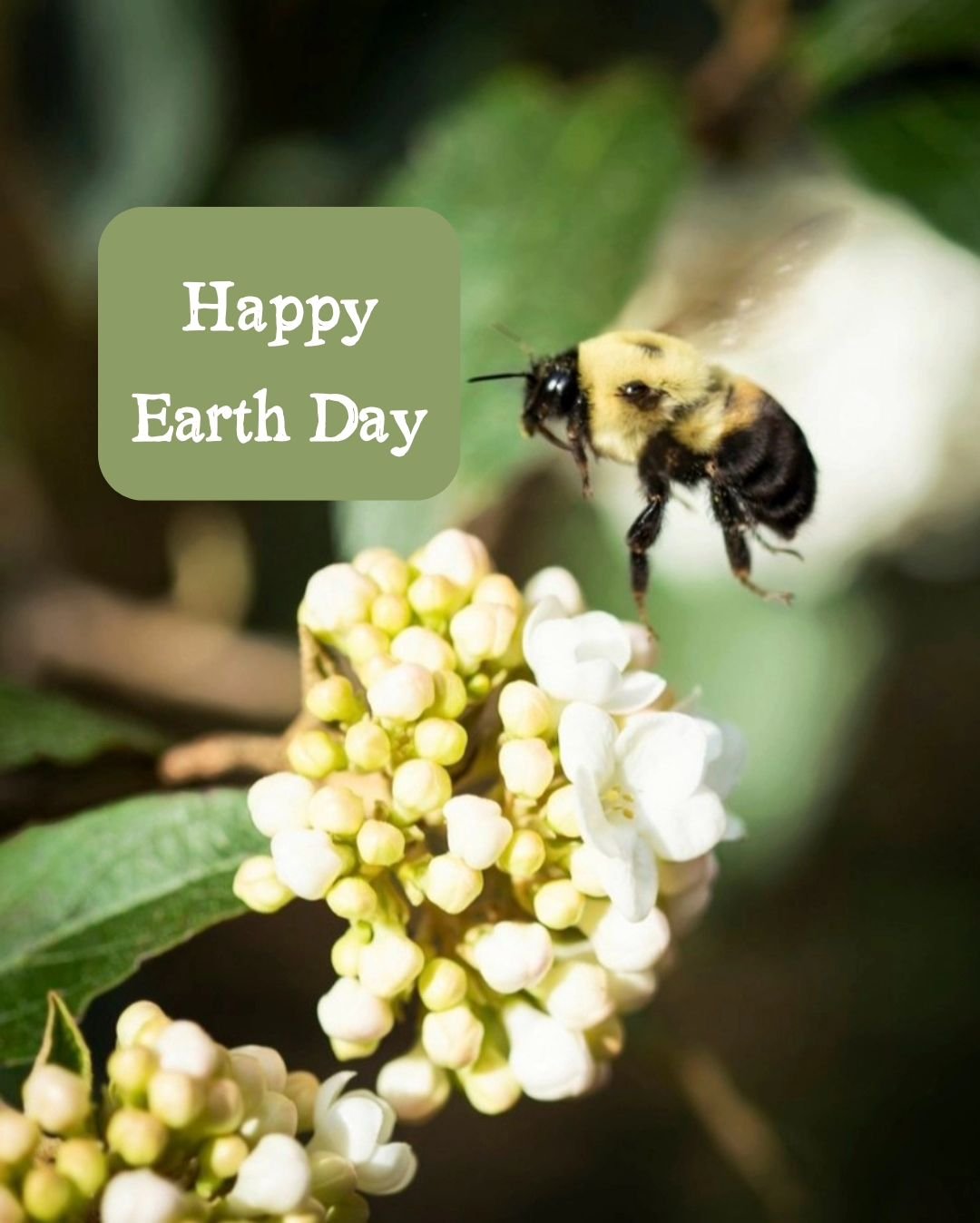 Earth Day reminds us that every small action, every mindful decision, has the power to nurture our planet and safeguard its future for generations to come. 🌎 🐝 

Both photos 📸 by me 

Thank you for stopping by my little corner of the internet to e