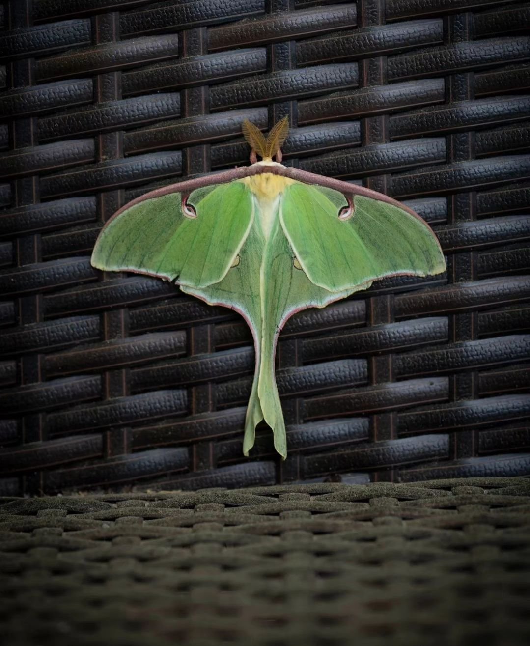 A Luna moth decided to visit me on my front porch 

Today started off as a bad day. It was one of those days where I was feeling very overwhelmed with the millions of things that I had going on. All good things, but when they come on all at once, I c