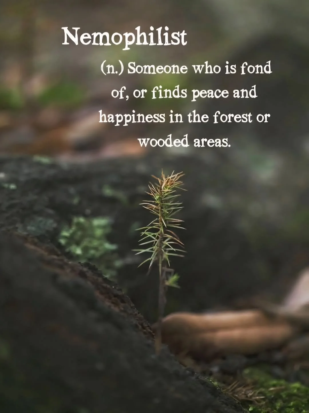 Nemophilist (n.)
Someone who is fond of, or finds peace and happiness in the forest or wooded areas.

There&rsquo;s something about the quiet of the woods that speaks louder than any words ever could. This little seedling caught my eye just outside m