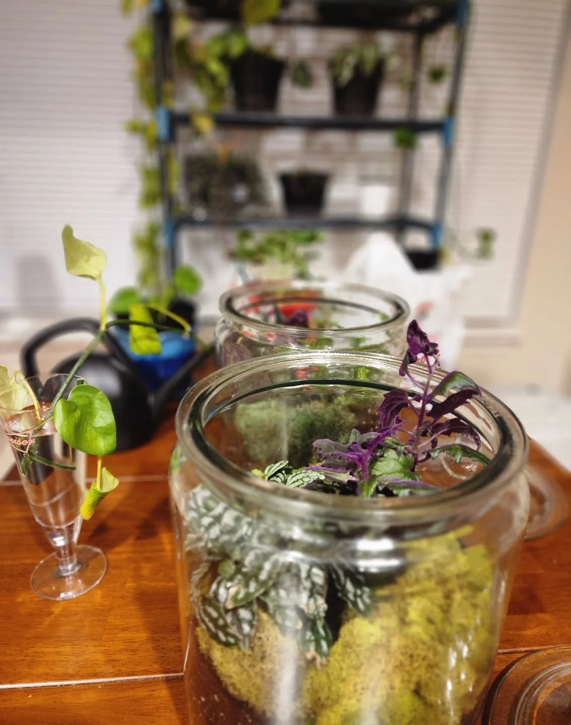 Repotted ten plants tonight and propagated a bunch of my pothos, creating lots of new baby plants. 🥰 Spent the evening playing in the soil, telling each plant, &ldquo;Dang girlfriend, you needed a bigger home....this will feel so much better.&rdquo;