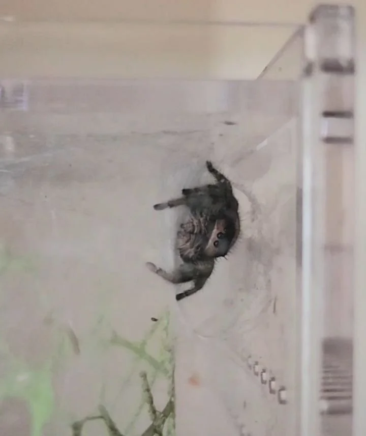 My luna moth caterpillars hatched 🥰 and little Arwen the jumping spider doesn't know what to think about it 🥰 they are sitting next to her cage on the shelf but they are not food. Now that they hatched they will get a new container and some black w