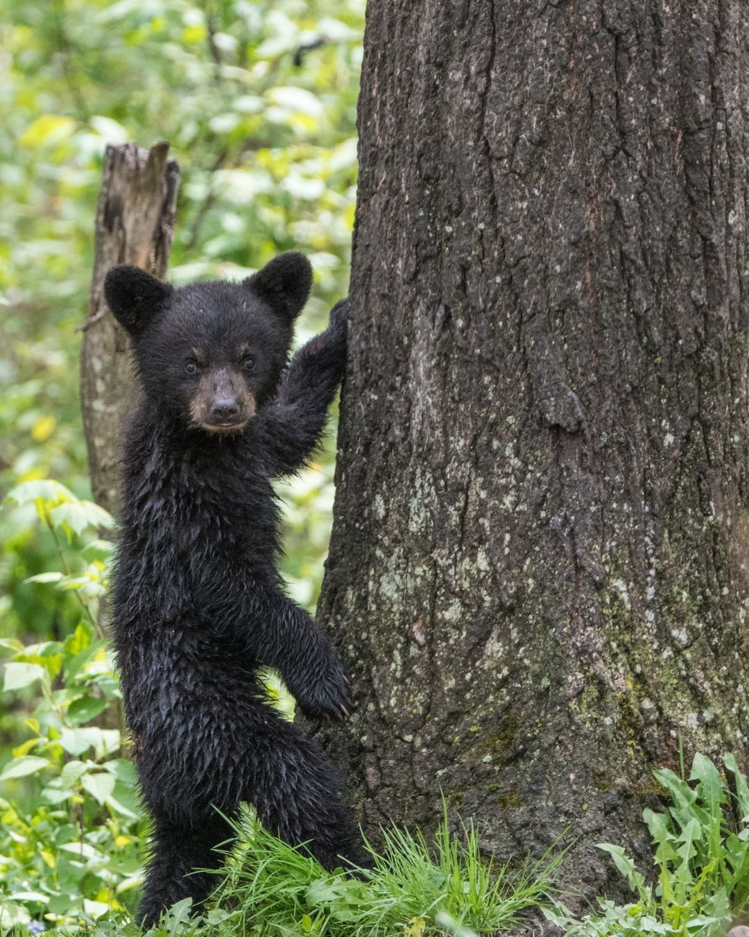 Bear Symbolism & Meaning & the Bear Spirit Animal