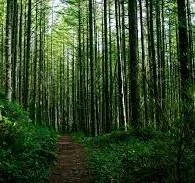Tending Your Forest