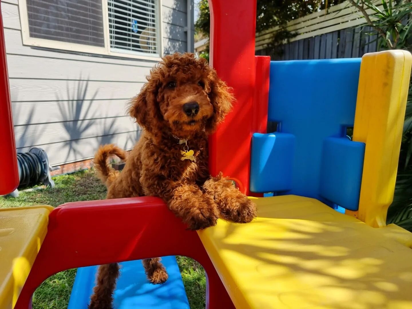 🌟 Unique Pet Experiences 🌟 

🐶 I loved hanging out with this gorgeous poodle puppy,  Felix. Another tired but happy little customer 🐶

#smilingdogs 

www.uniquepetexperiences.com.au