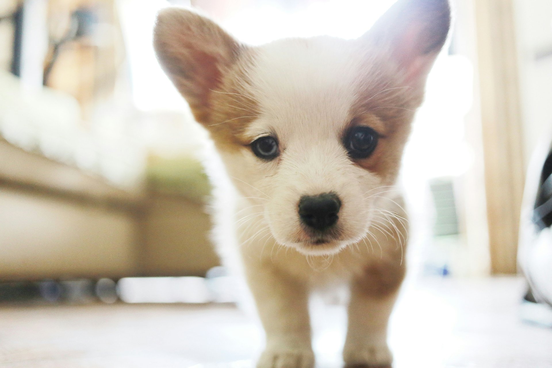 Is this the puppy blues? What puppy owners need to know