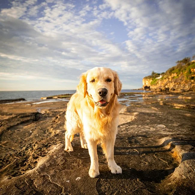 A winter day out with your dog: walk, warm up, repeat