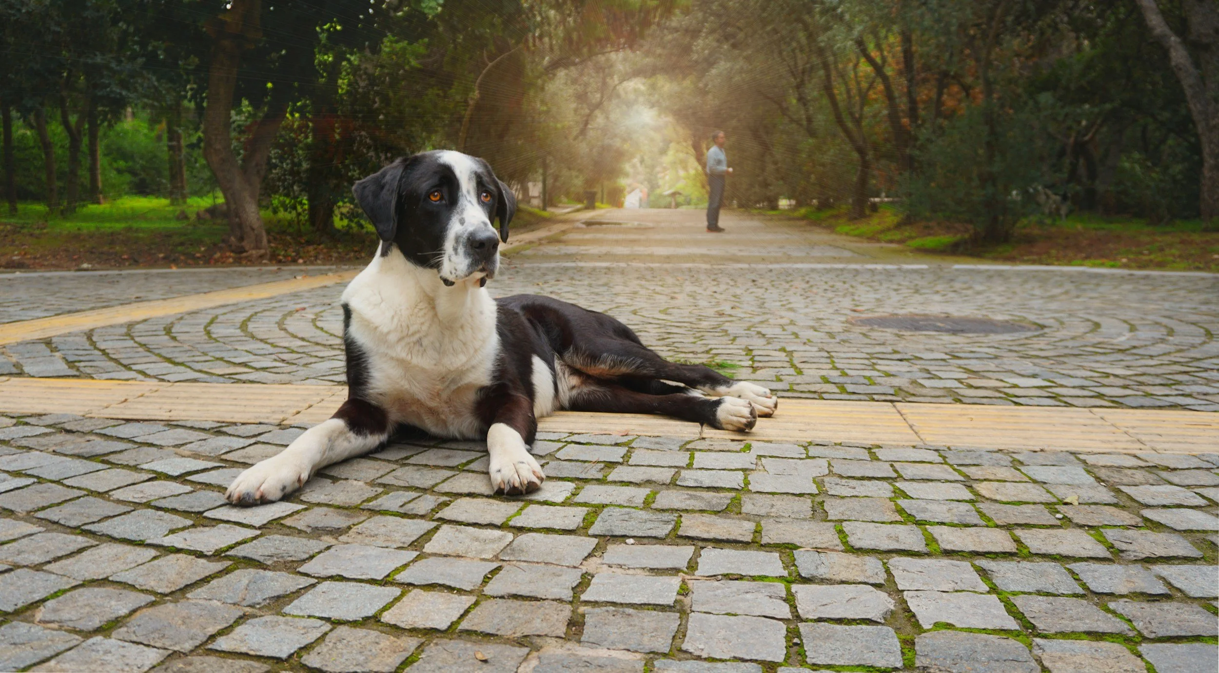 In-home dog training and behaviour services on the Mornington Peninsula