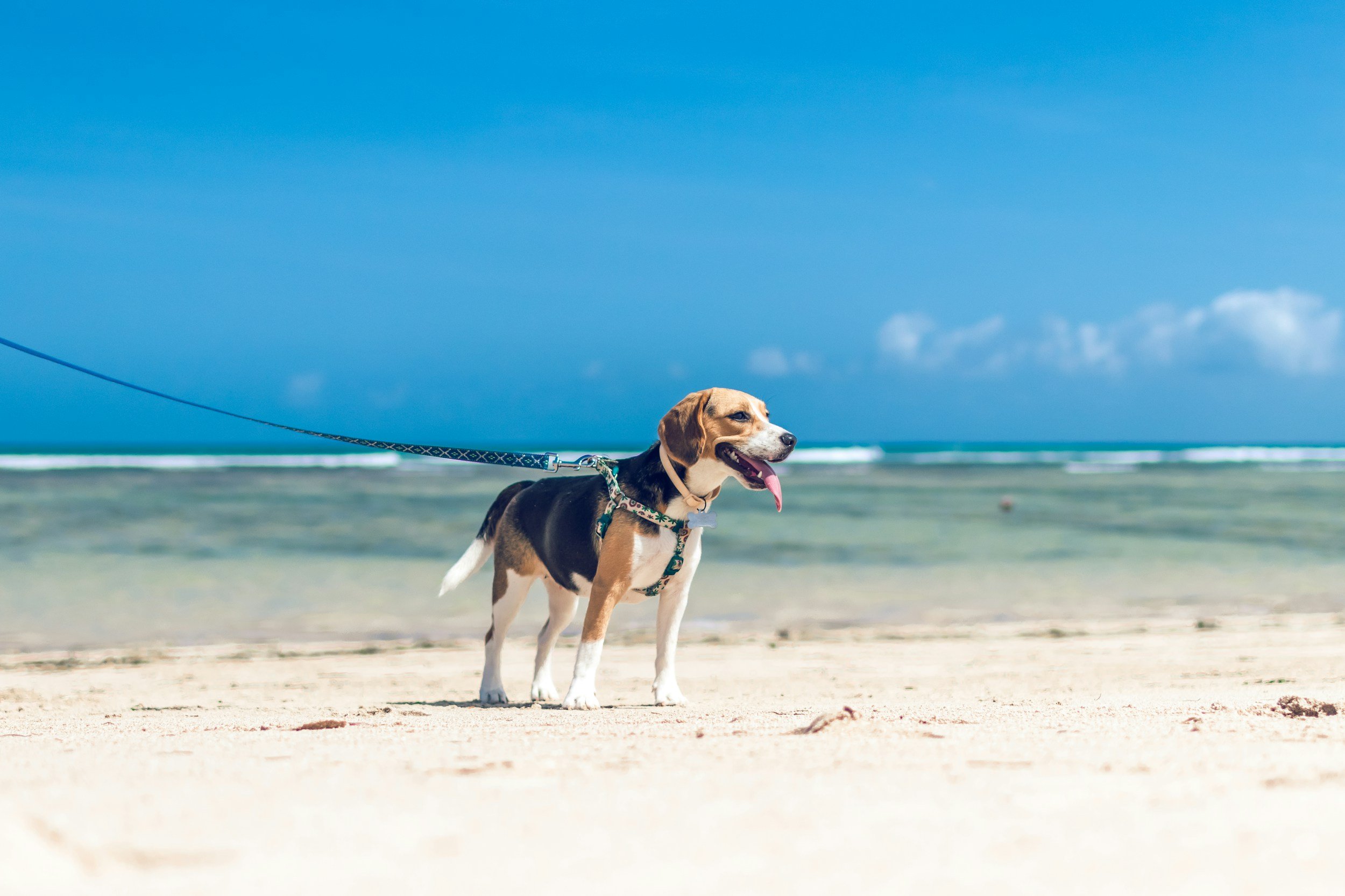 A dog on a lead at the beach for the Pawsome Interactions terms and conditions page