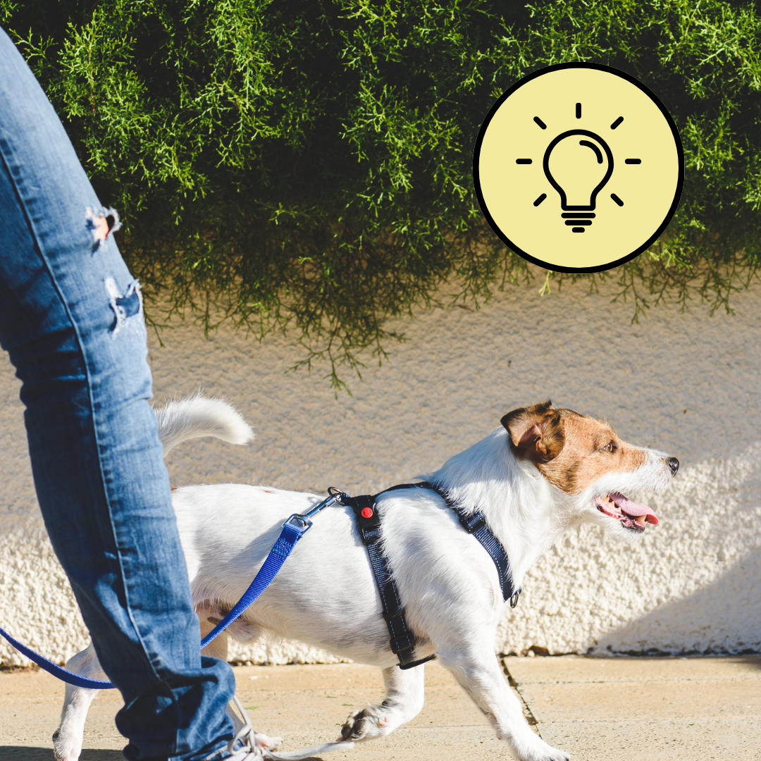Enjoy the walk again: Practical tips for loose lead walking