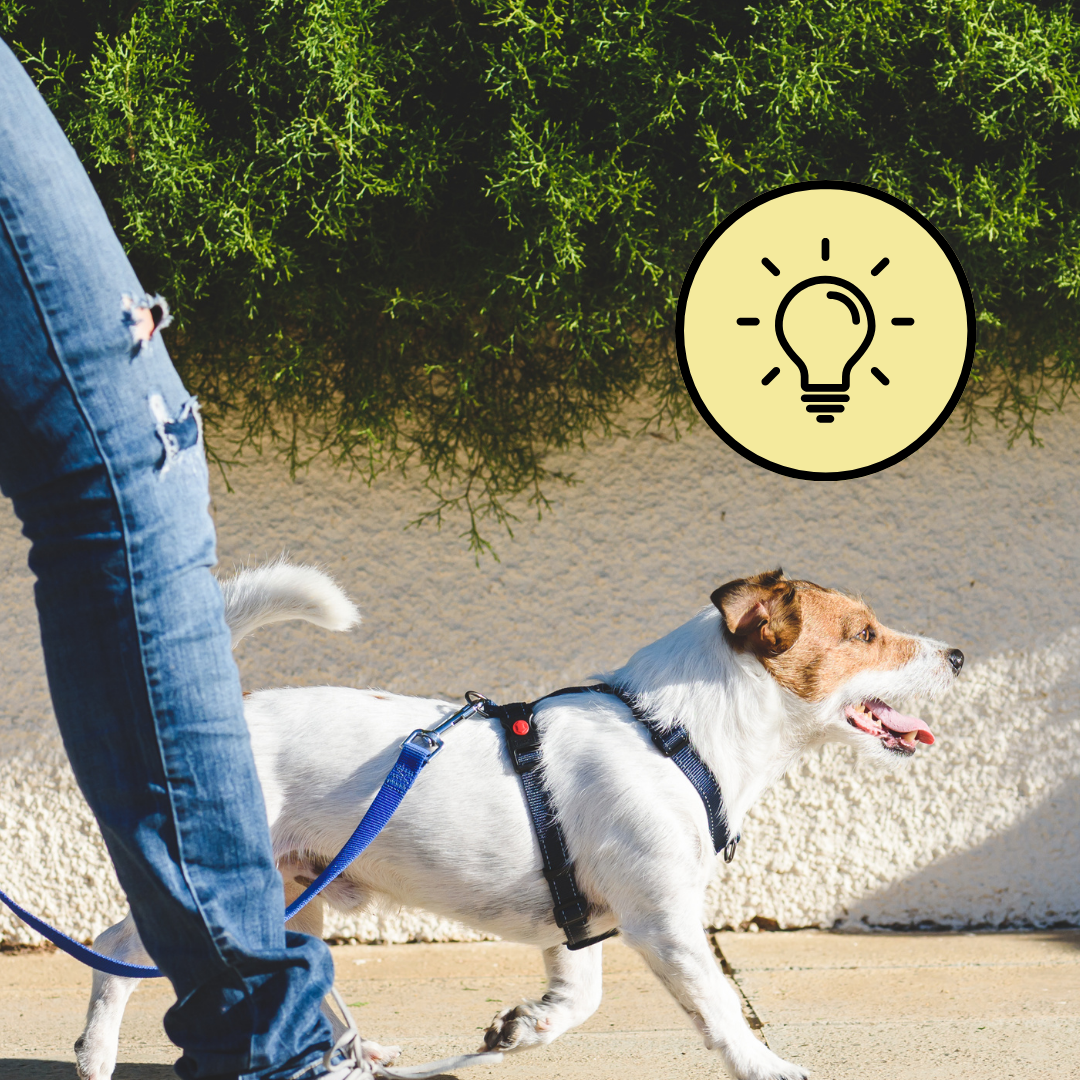 Enjoy the walk again: Practical tips for loose lead walking