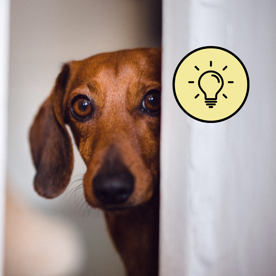 Reactive dogs: Why it’s not your fault