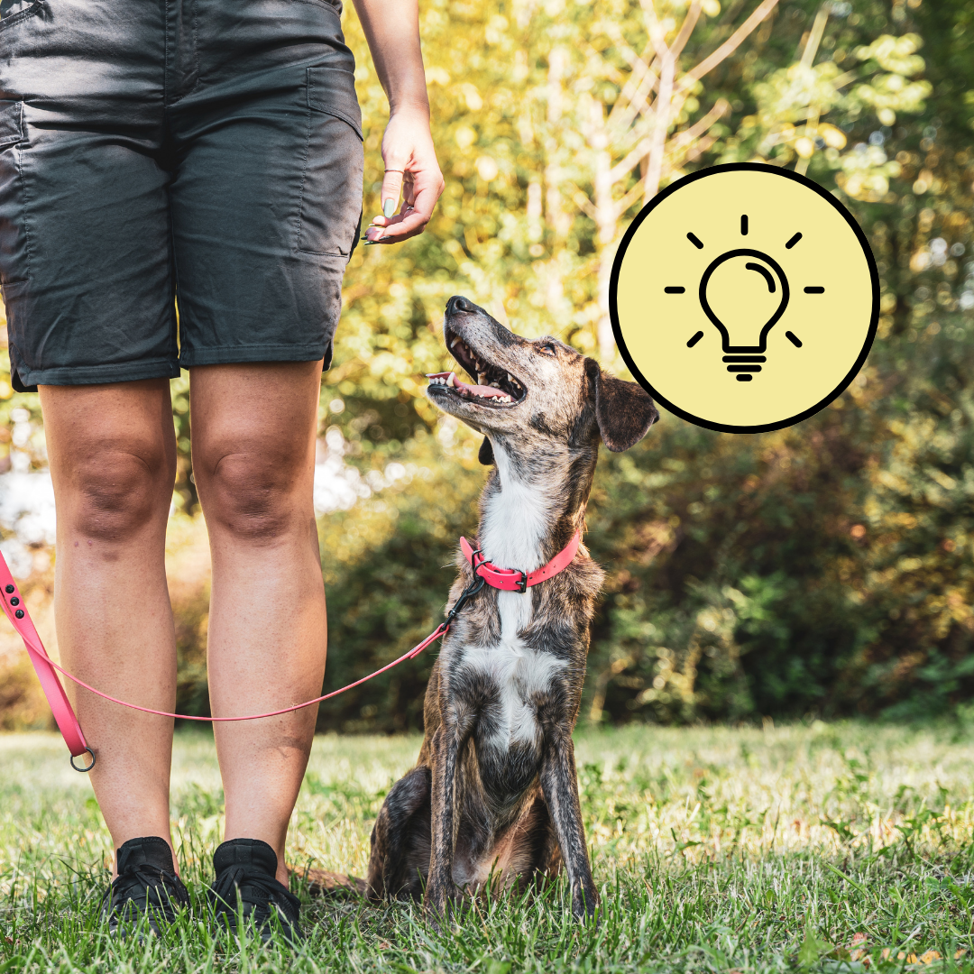 Finding the right positive reinforcement dog trainer