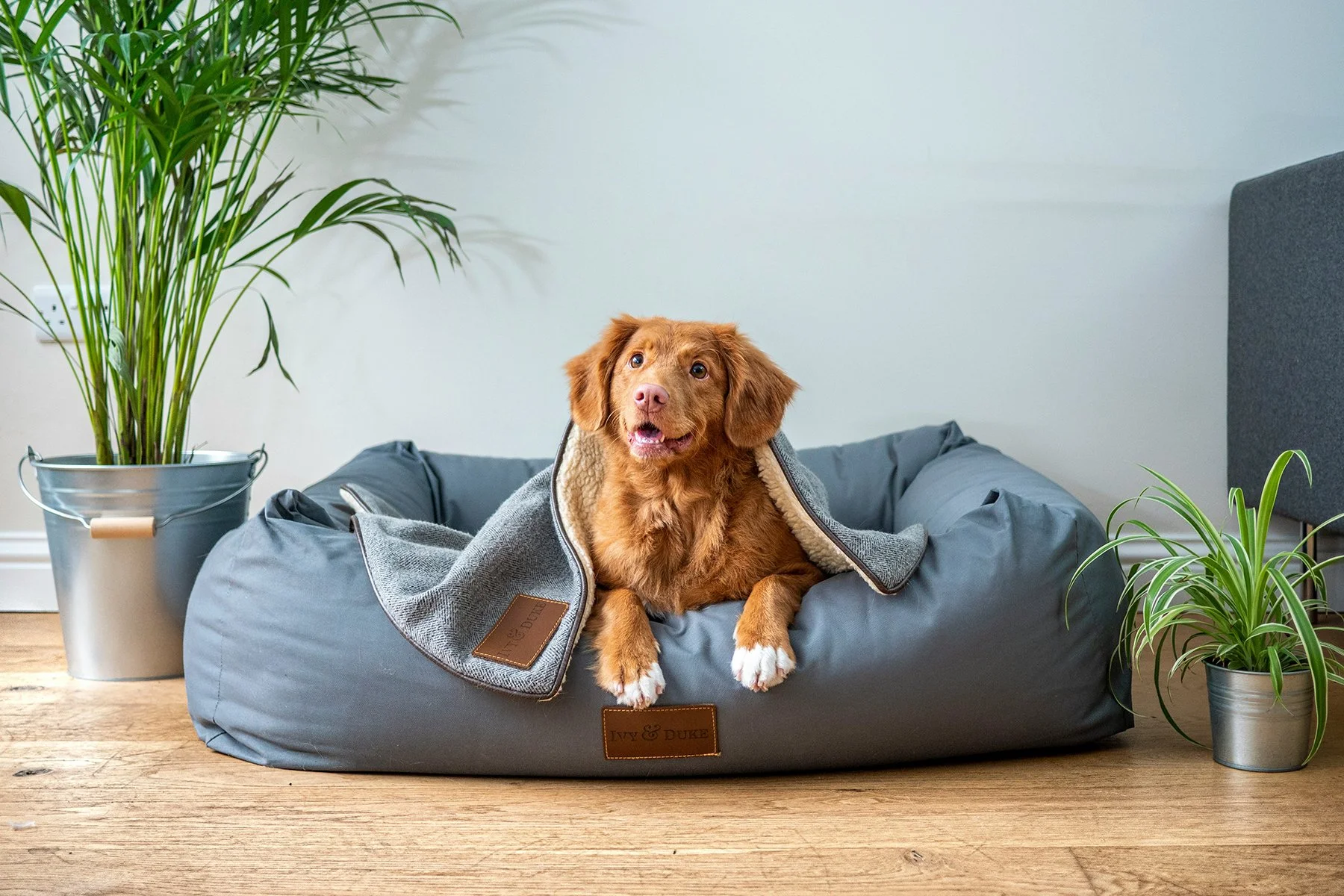dog-training-pawsome-interactions-4.jpg
