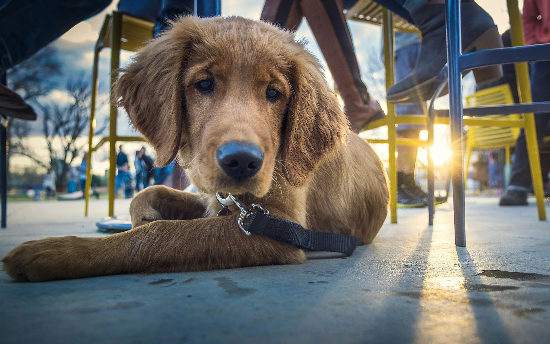 A well-trained dog sitting calmly under a cafe table during a Pawsome Interactions socialisation event