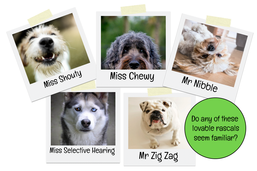 Do any of these lovable rascals seem familiar for the Pawsome Interactions home page
