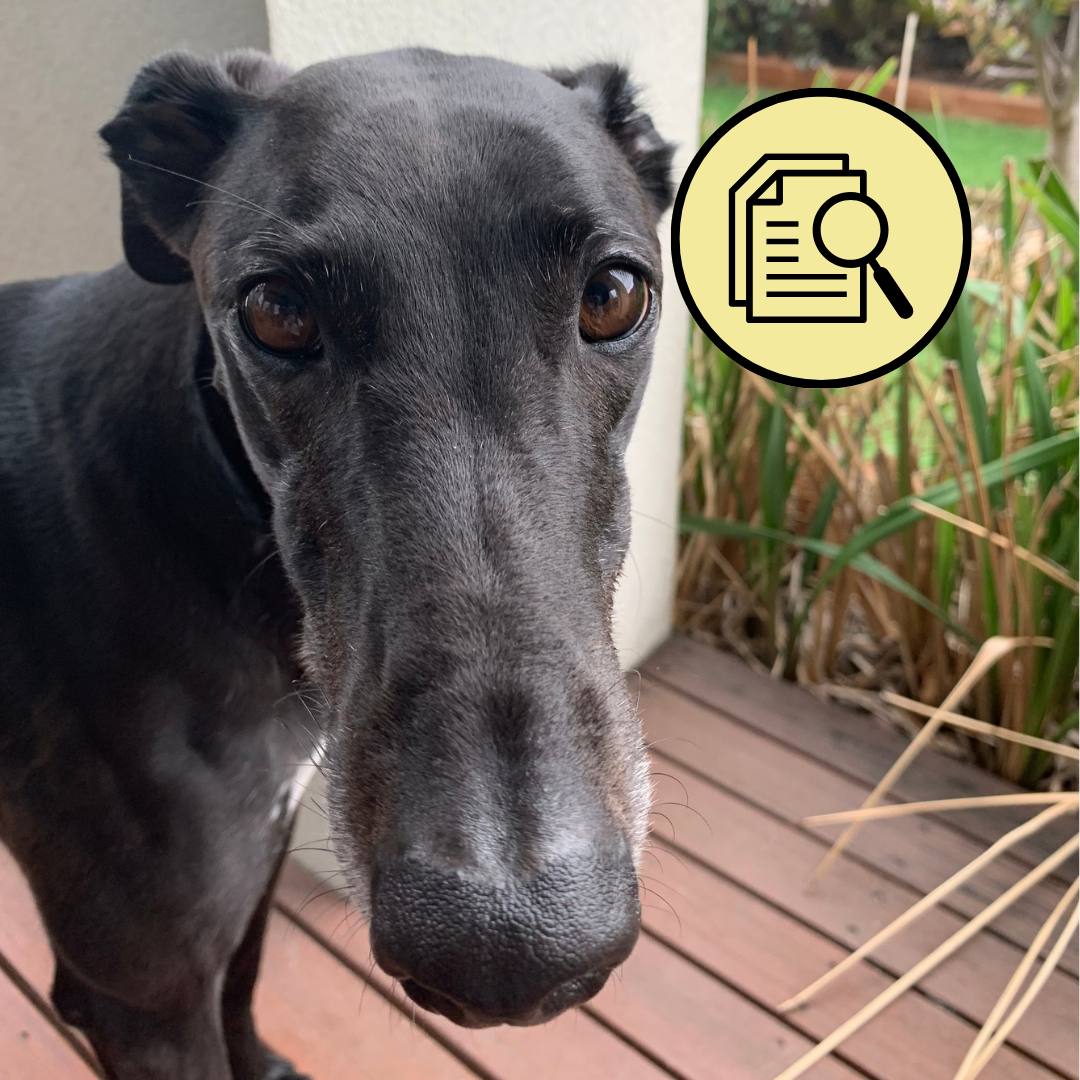 Piper the rescued greyhound for the Pawsome Interactions blog