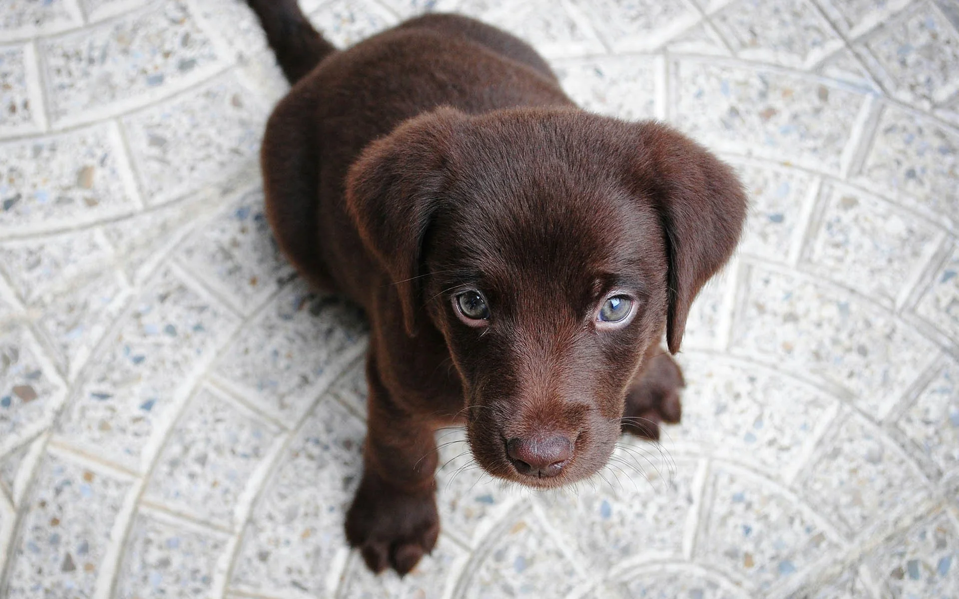 A young puppy – get in touch with Pawsome Interactions for in-home dog training on the Mornington Peninsula