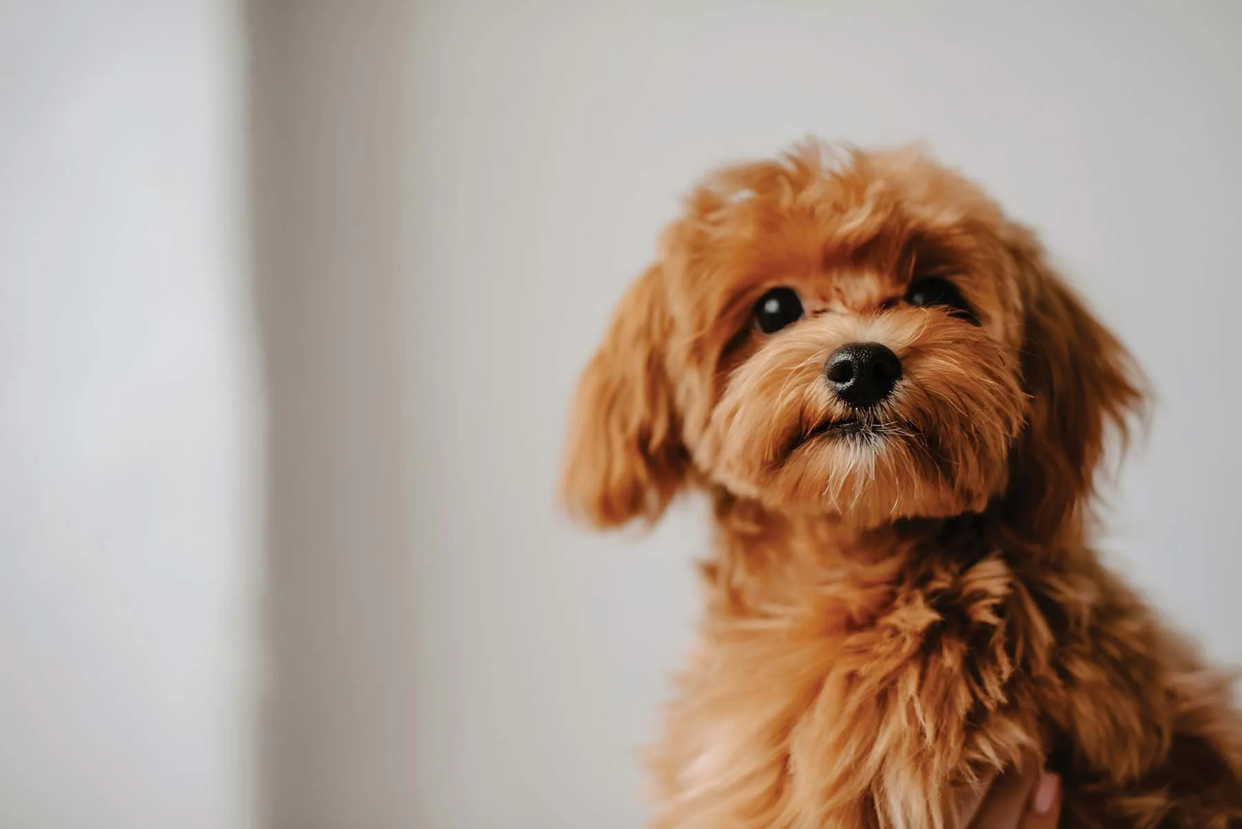 dog-training-pawsome-interactions-9.jpg