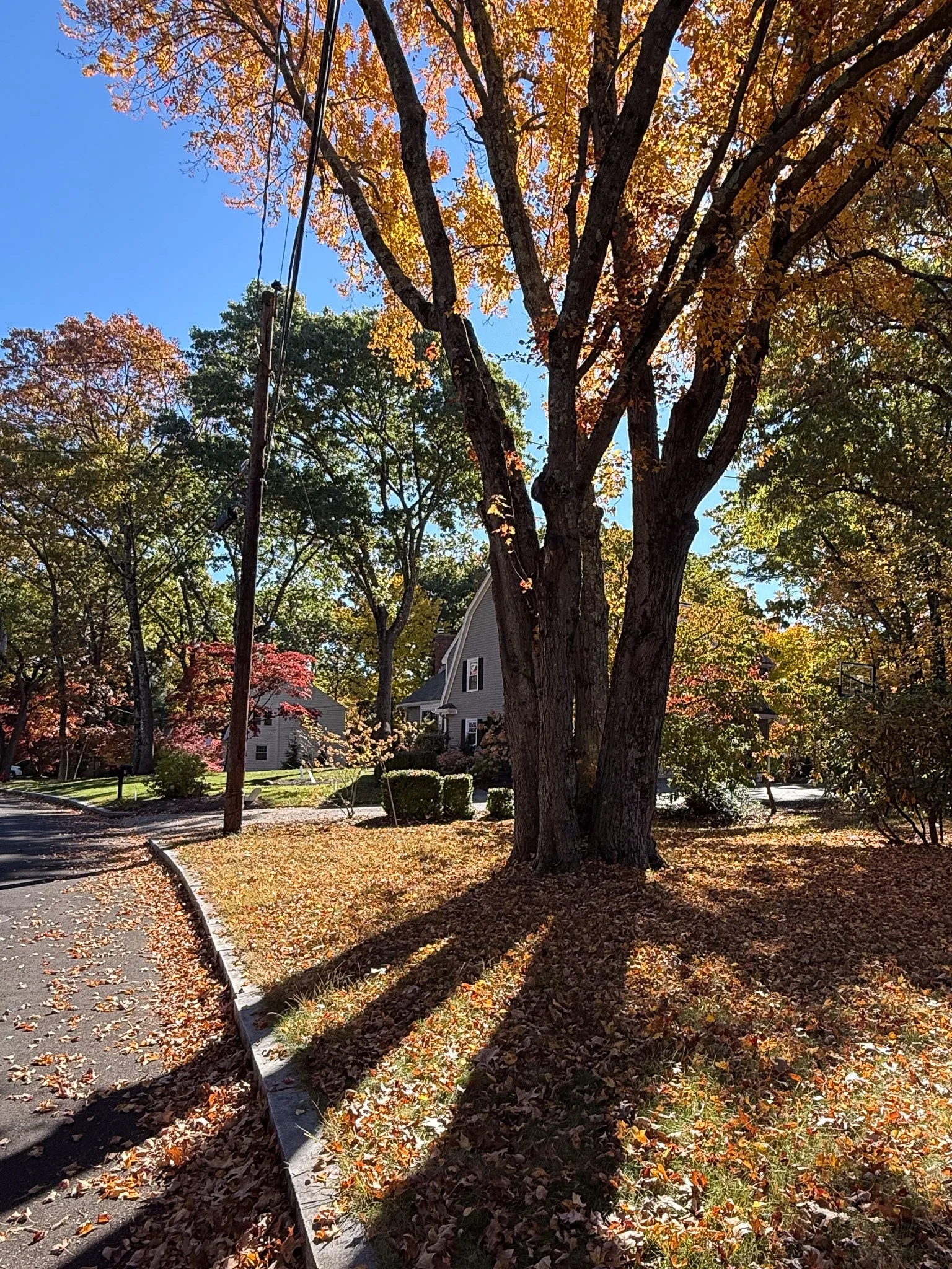 Autumn tree and its shadow
