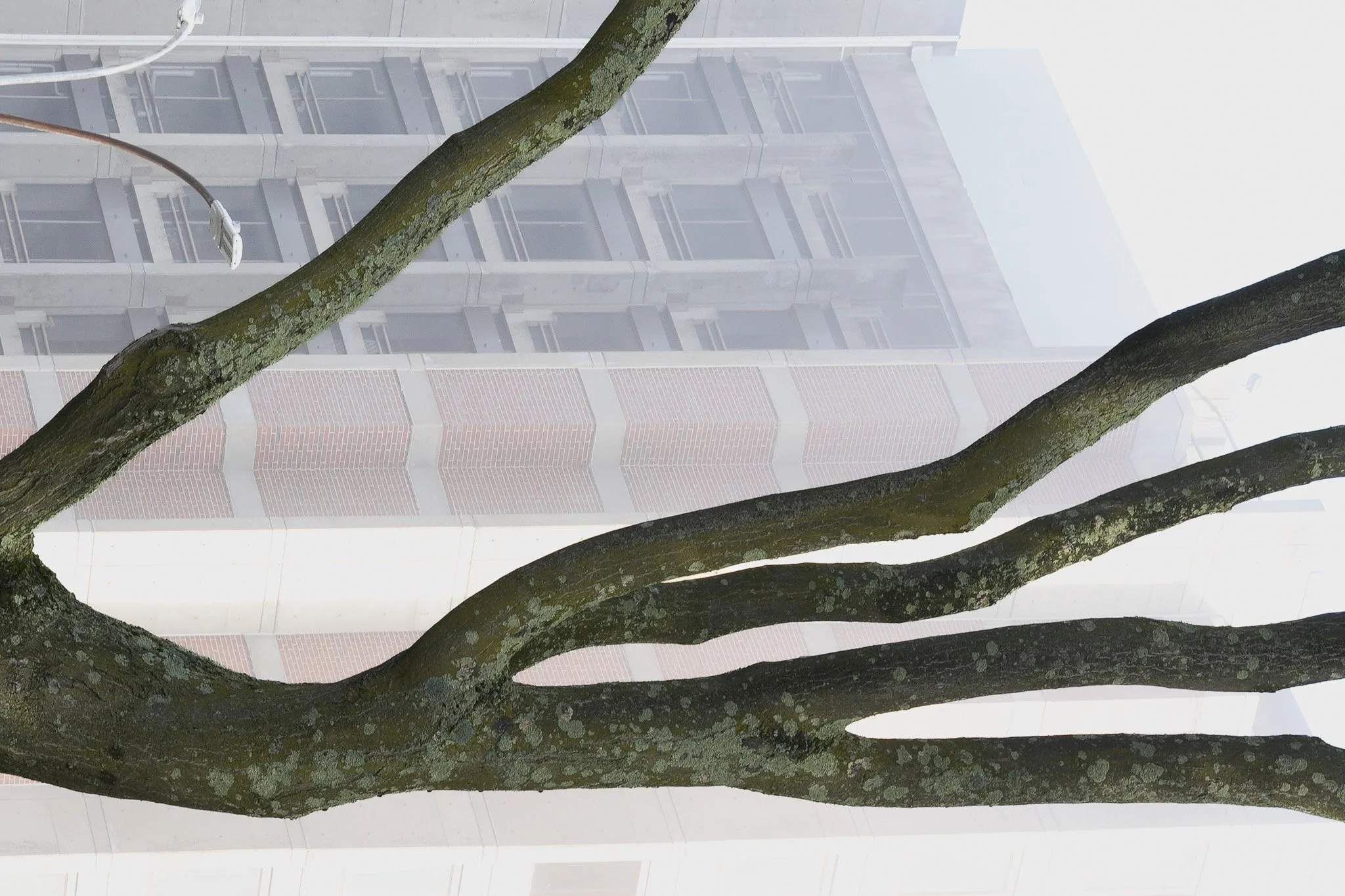 2. Branches against the building (Fingers and Branches)