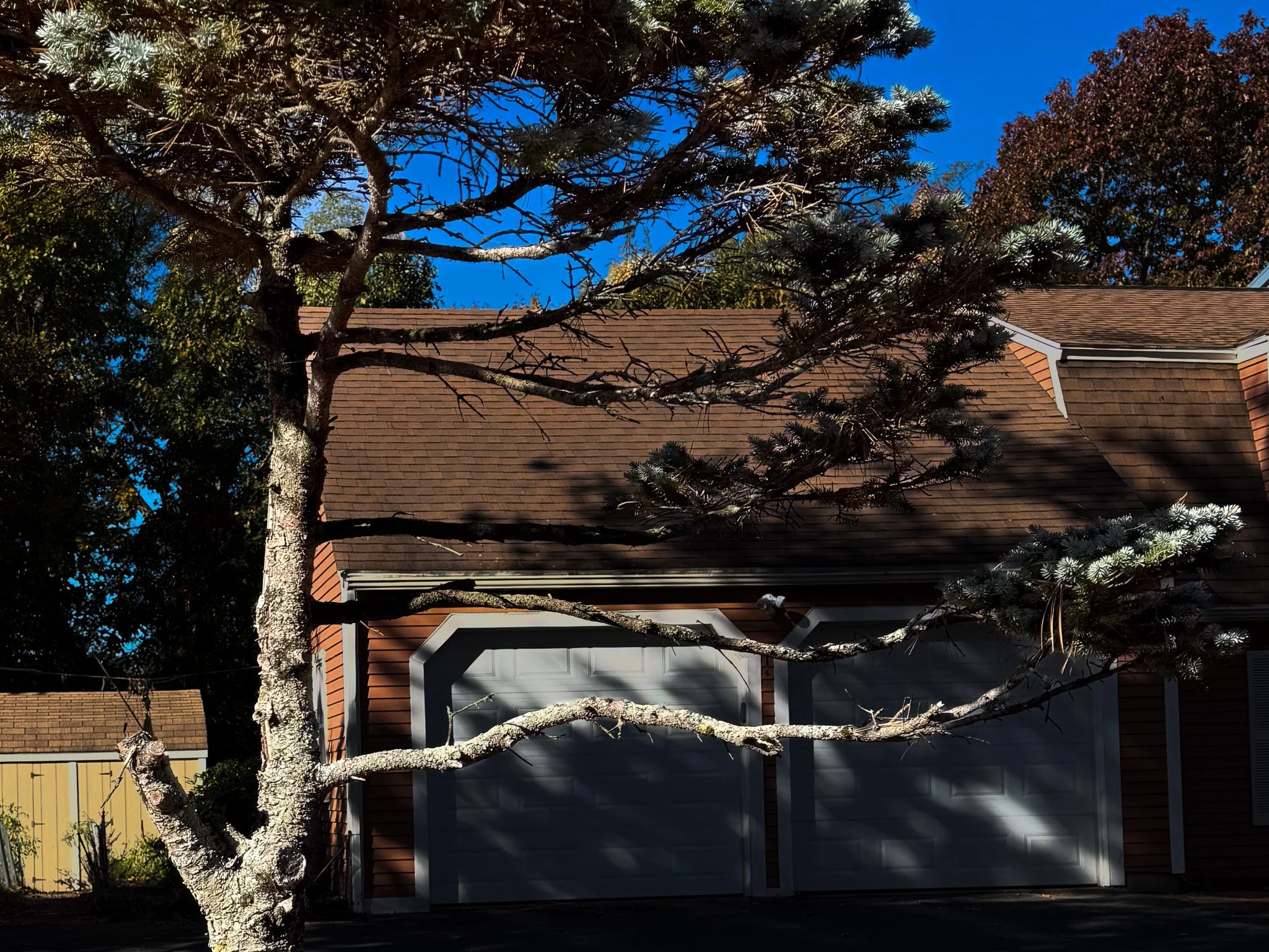 Pine over the garage