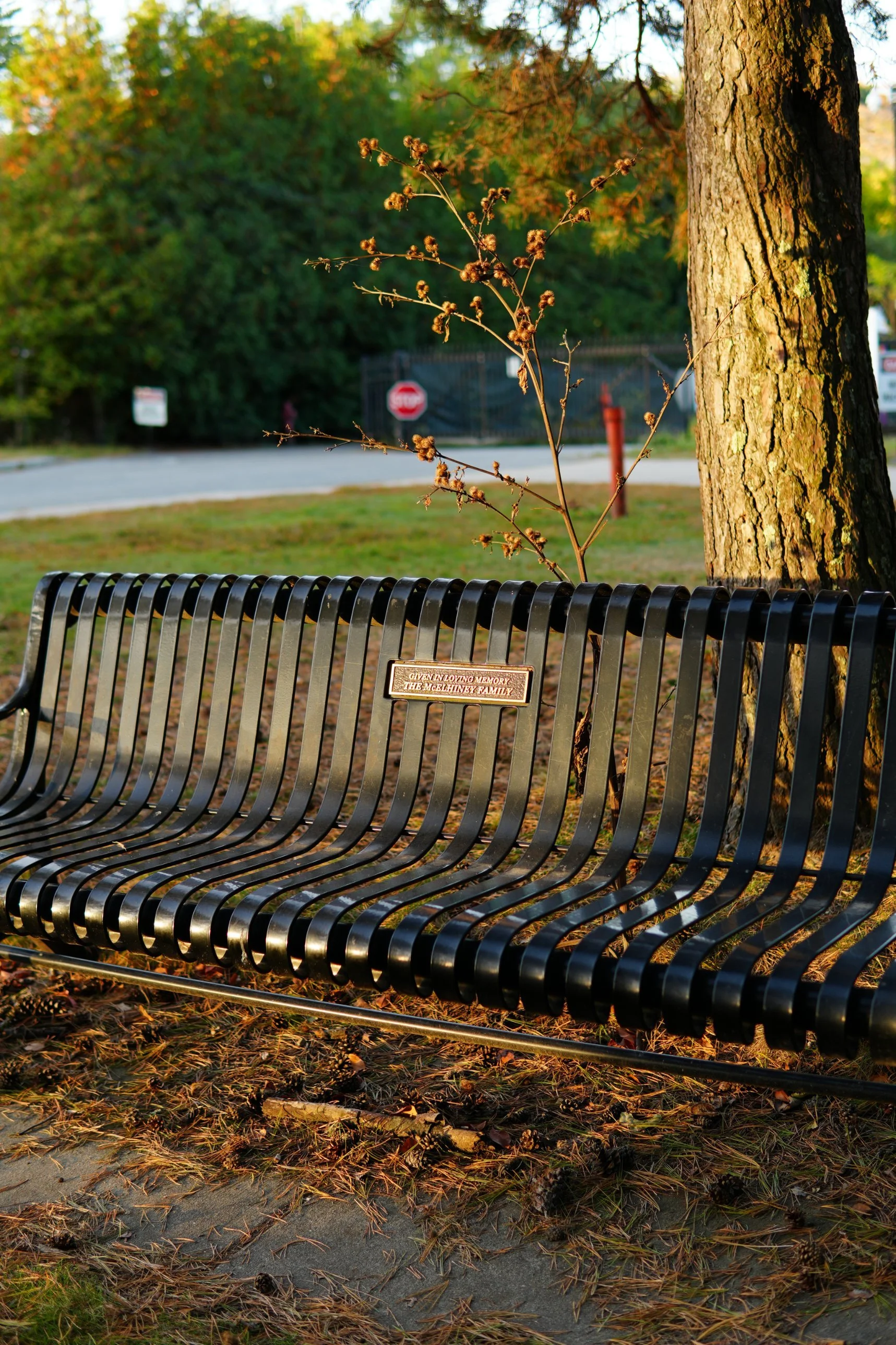 1. Bench with a name plaque, Horn Pond