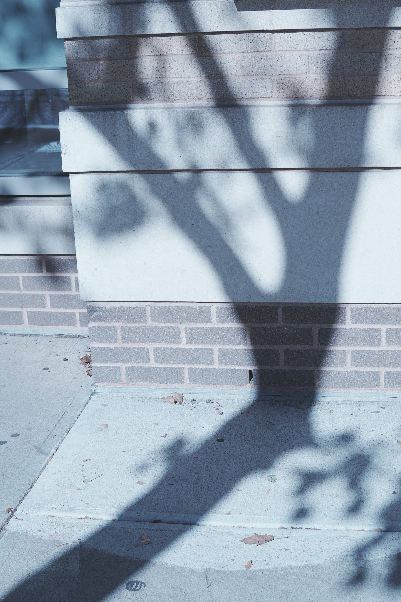 7. Tree shadow on brick (Angular Contours)