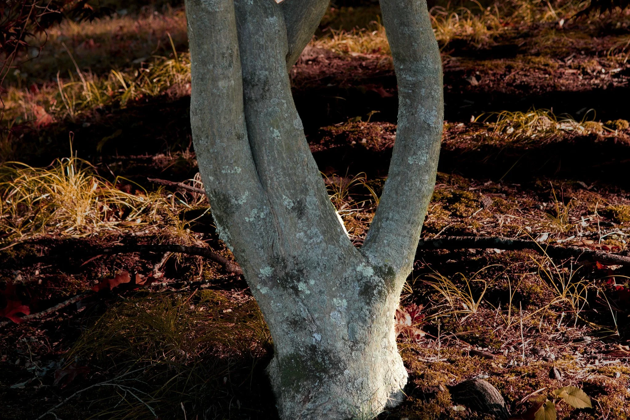3. Forked trunk